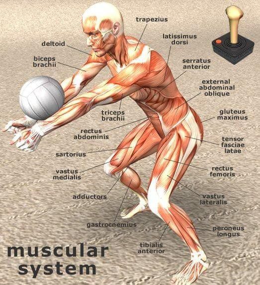 A muscular system diagram with labels on it.